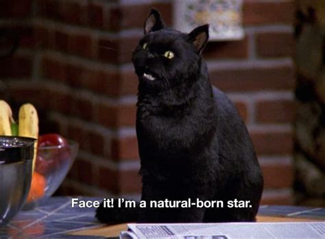 salem saberhagen cat|salem saberhagen images.